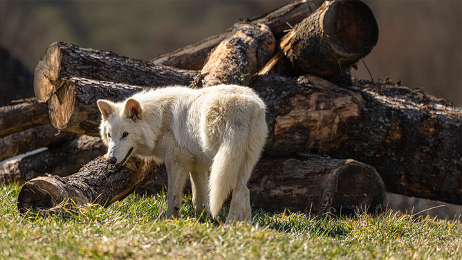 How Did They Bring the Dire Wolf Back?